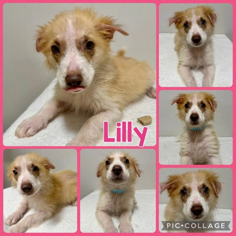 A baby medium-sized female White / Cream Mixed Breed dog named Lilly for adoption in Opelika, AL