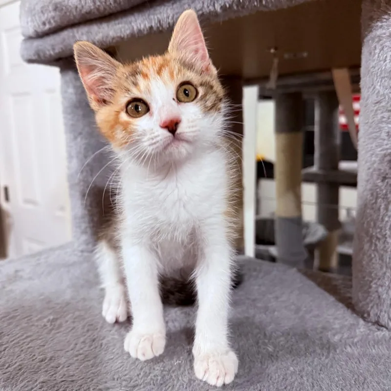 A baby small-sized female Calico Domestic Short Hair cat named Daisy Crock for adoption in Eagle Mountain, UT