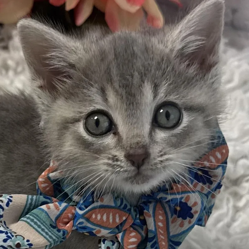 Gigi