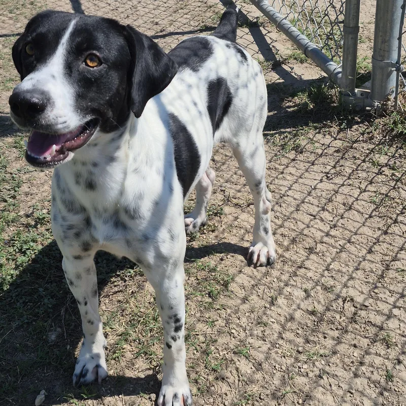 An adult medium-sized male German Shorthaired Pointer dog named Carbon for adoption in Schertz, TX
