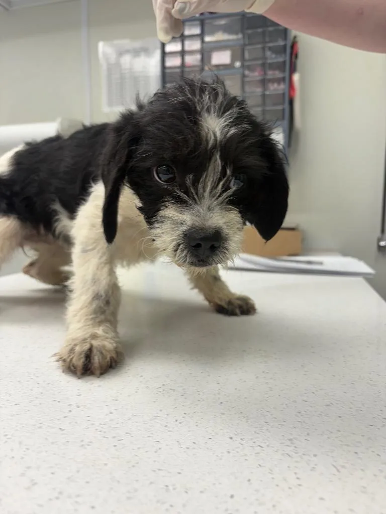 A baby medium-sized female Poodle dog named Winnie for adoption in Findlay, OH