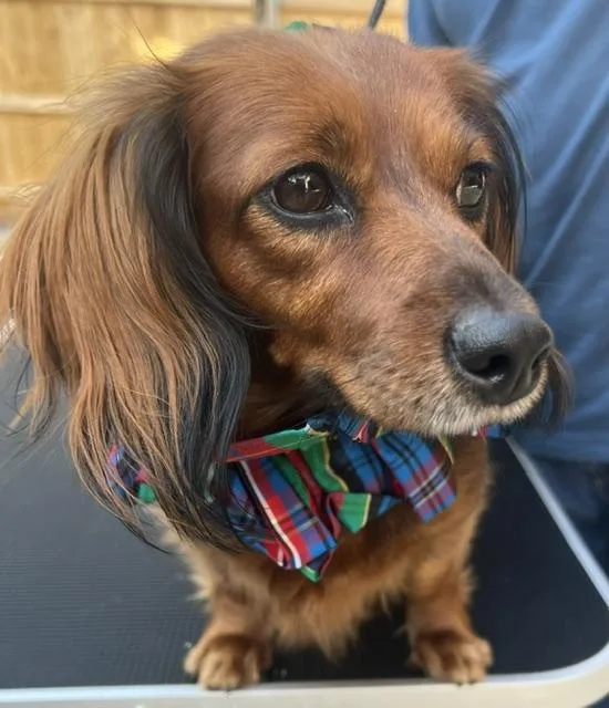 An adult small-sized female Red / Chestnut / Orange Dachshund (Long Haired) dog named Bubbles for adoption in Colleyville, TX