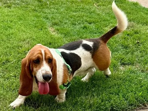 An adult medium-sized male Tricolor (Brown, Black, & White) Basset Hound dog named Fredo & Spot for adoption in St. Paul, MN