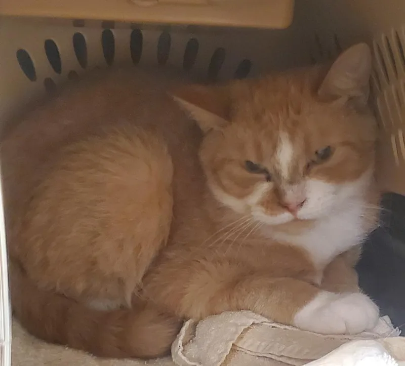 A young medium-sized female Domestic Short Hair cat named Paprika for adoption in Olean, NY
