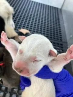 A baby medium-sized male Mixed Breed dog named Bean for adoption in Dallas, TX