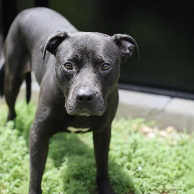 An adult large-sized female American Staffordshire Terrier dog named Rhonda for adoption in San Antonio, TX