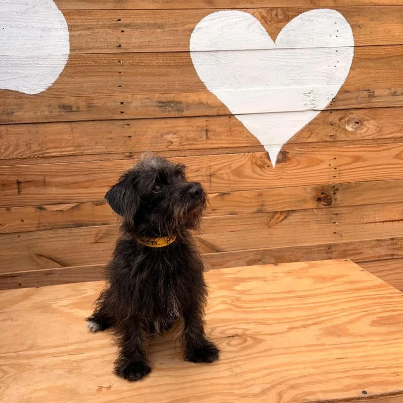 An adult small-sized male Black Terrier dog named Draven for adoption in Laredo, TX