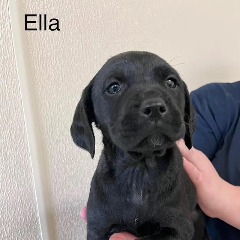 A baby medium-sized female Black Labrador Retriever dog named Ella @ Prison Program for adoption in West Jefferson, OH