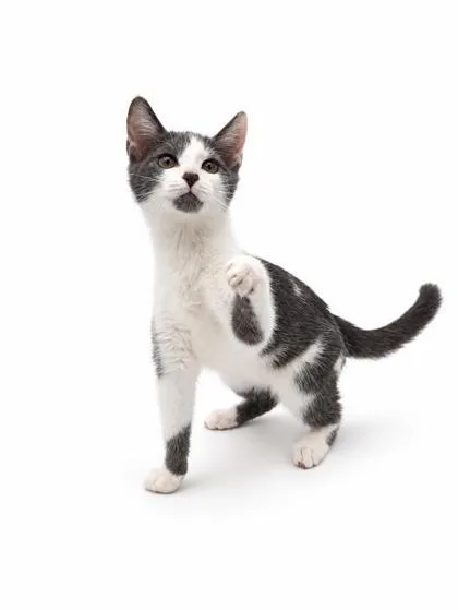 A young medium-sized female Domestic Short Hair cat named Cashew for adoption in Bowling Green, KY