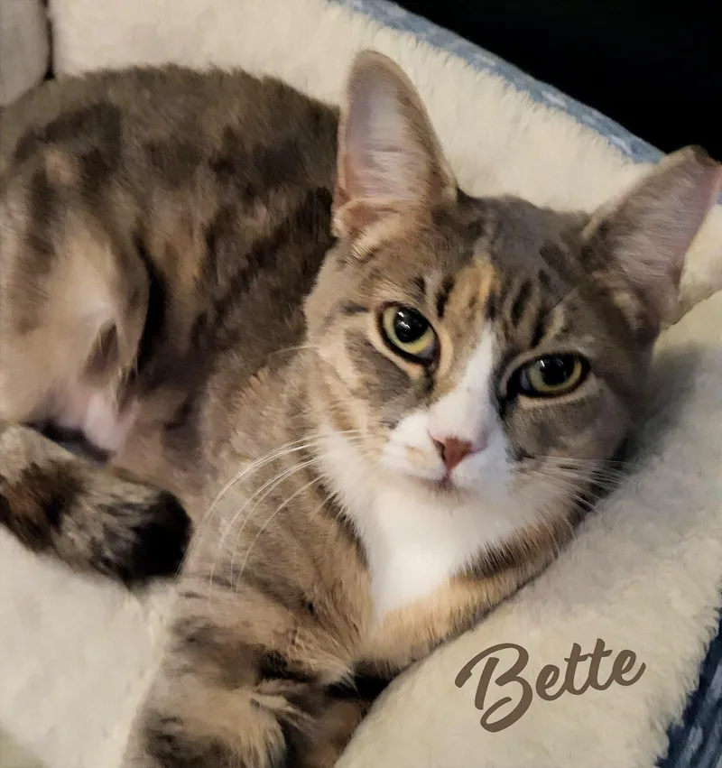 Bette Daviseyes