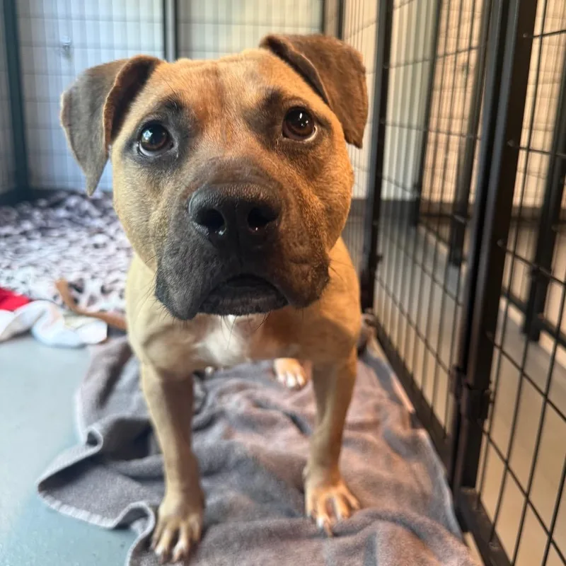 An adult medium-sized male Yellow / Tan / Blond / Fawn Pit Bull Terrier dog named Zeke Wentz for adoption in Austin, TX