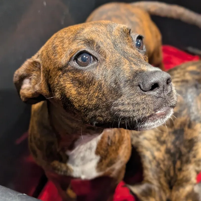 A young medium-sized female Brindle Black Mouth Cur dog named Lala for adoption in Tampa, FL