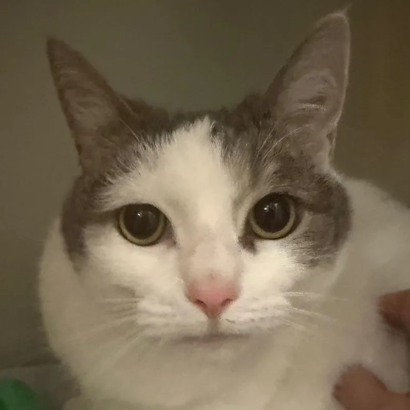 An adult large-sized female Gray / Blue / Silver Domestic Short Hair cat named Linda for adoption in Zanesville, OH