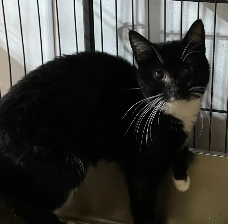 A young large-sized female Domestic Short Hair cat named Lindy for adoption in Dalton, GA