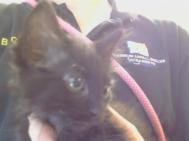 A baby small-sized female Domestic Short Hair cat named Morticia for adoption in Sacramento, CA