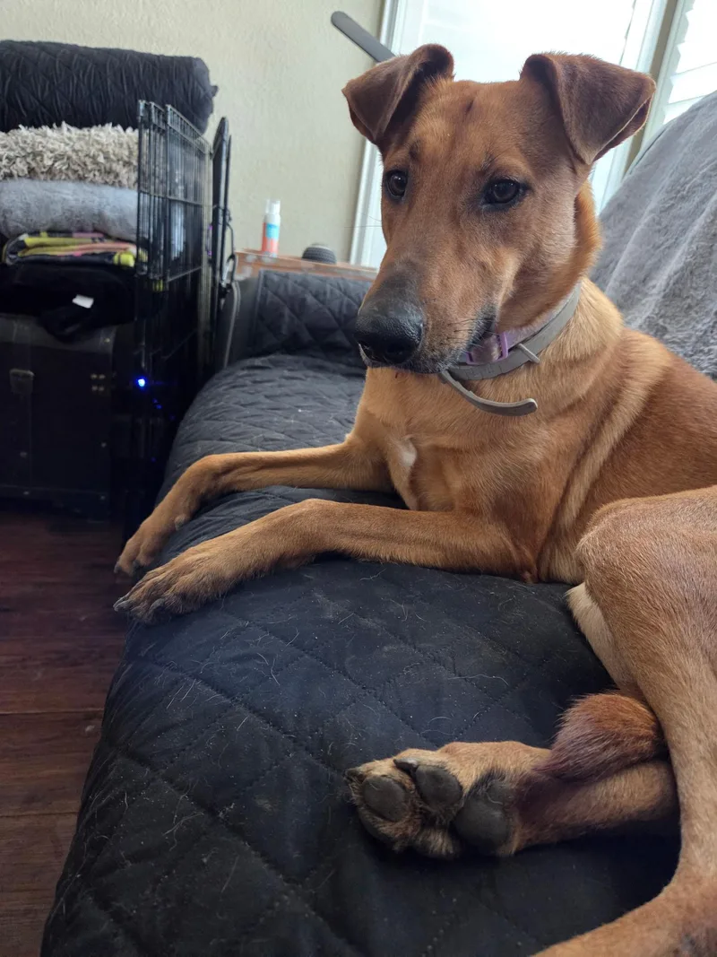 Biscotti