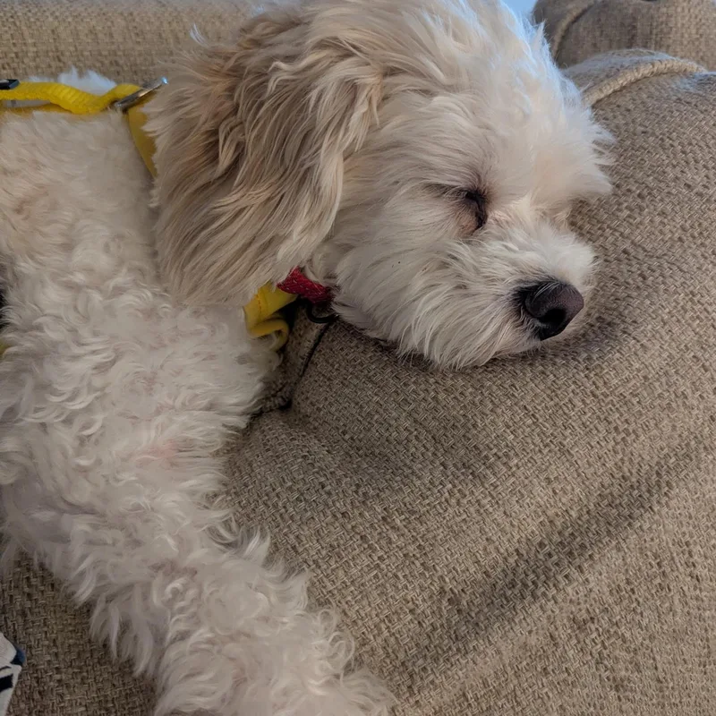 An adult small-sized female White / Cream Shih Tzu dog named Maple for adoption in Raleigh, NC