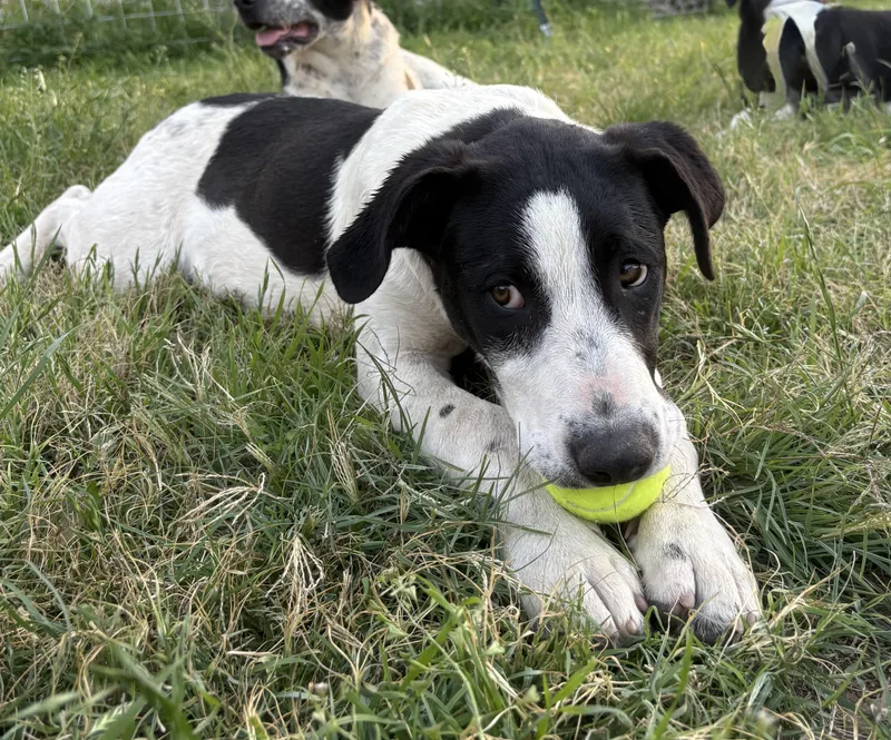 Tinker Bell thumbnail 3