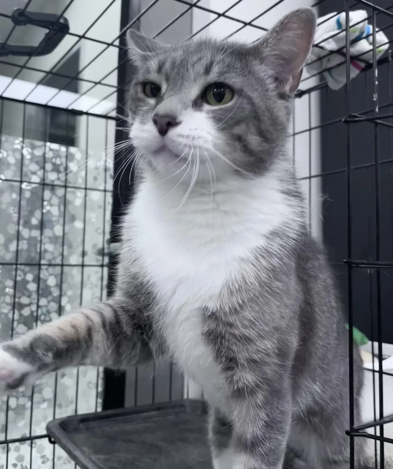An adult medium-sized male Tabby (Gray / Blue / Silver) Domestic Short Hair cat named Sebastian for adoption in Youngstown, OH