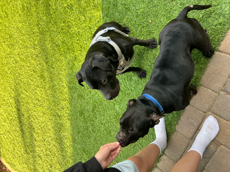 Fruity Girls thumbnail 3