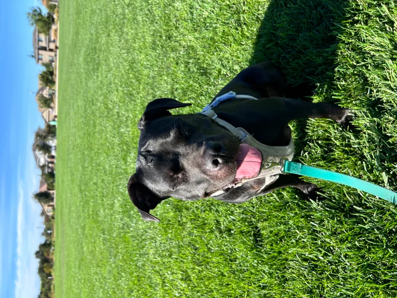 Fruity Girls thumbnail 5