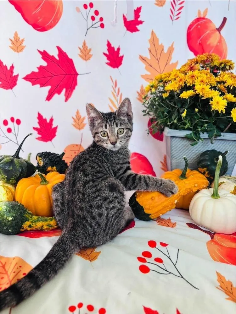 A baby small-sized female Domestic Short Hair cat named Bella Donna for adoption in Milton, DE