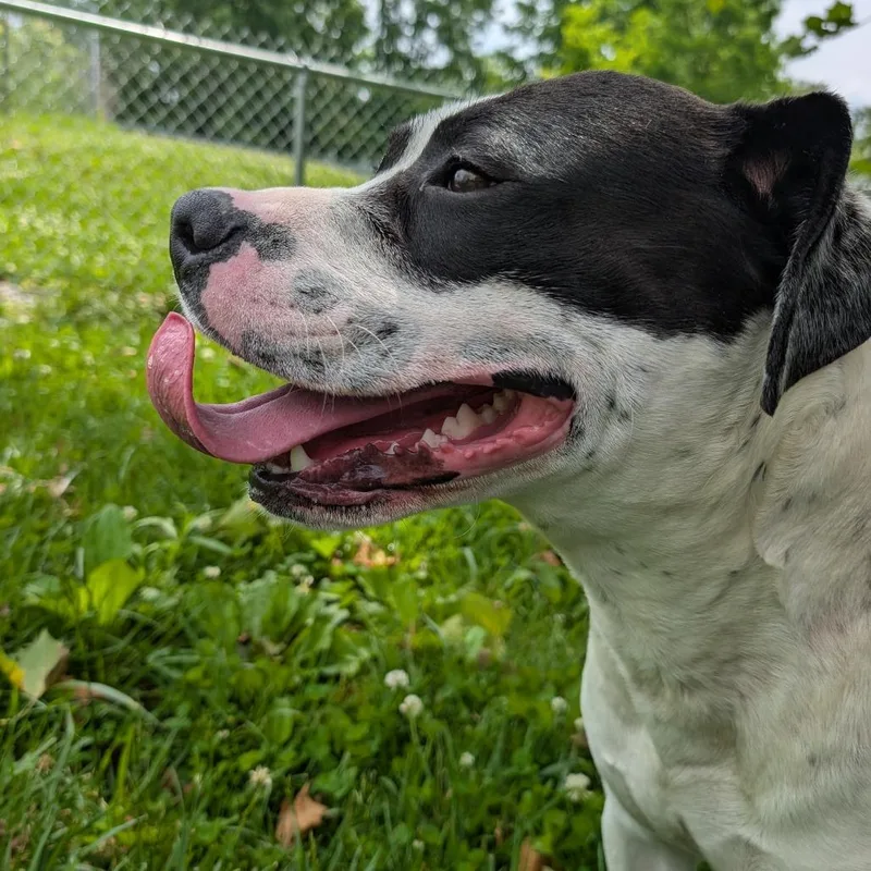 A young large-sized male Black Pit Bull Terrier dog named Rhino for adoption in Sulphur, KY