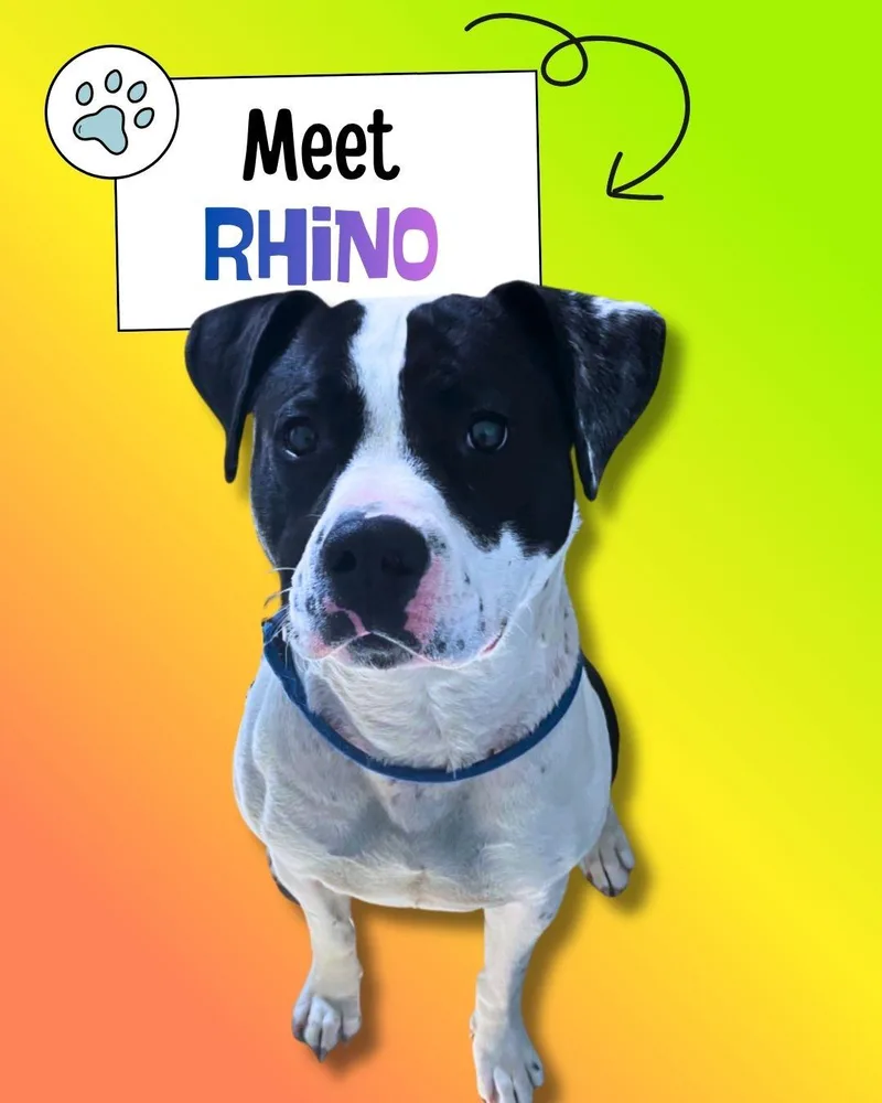 Rhino thumbnail 3