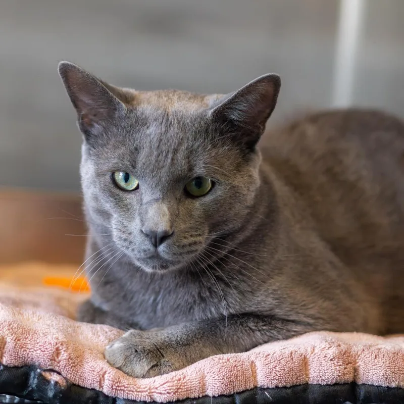 A young large-sized male Gray / Blue / Silver Domestic Short Hair cat named Reign for adoption in Newark, DE