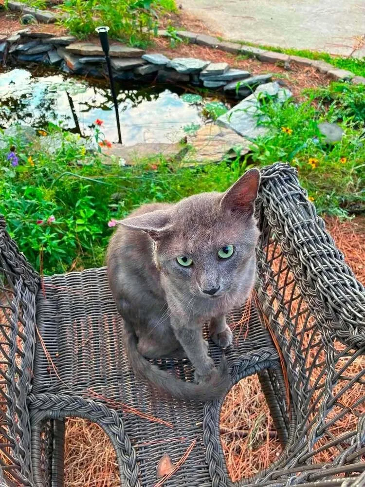 An adult medium-sized male Gray / Blue / Silver Domestic Short Hair cat named Loki for adoption in Virginia Beach, VA