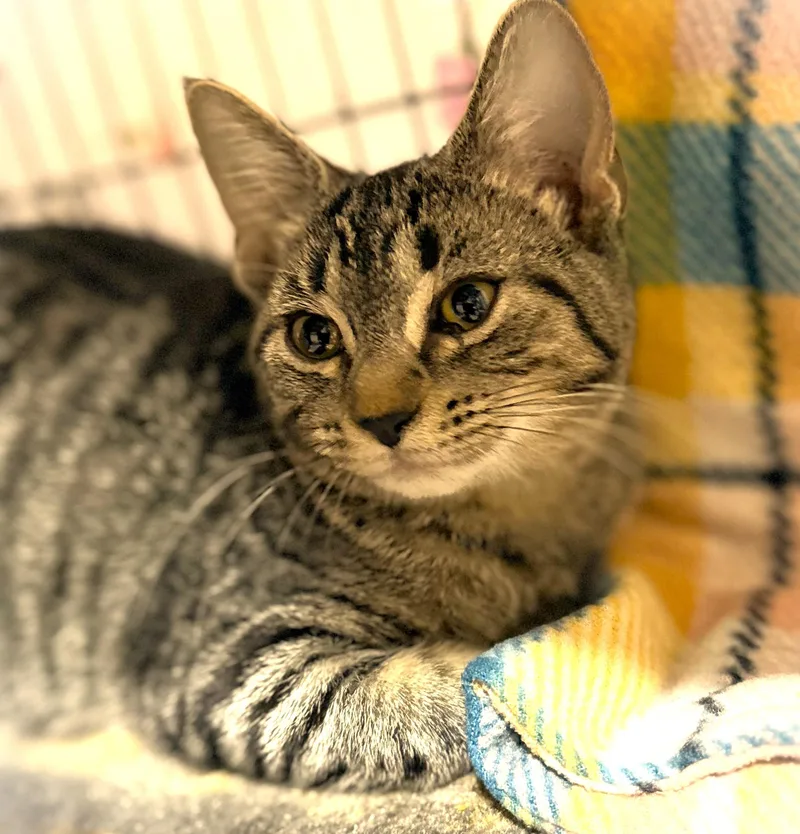 A baby small-sized female Tabby (Brown / Chocolate) Domestic Short Hair cat named Mantis for adoption in Mankato, MN
