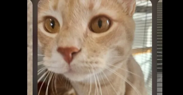 An adult medium-sized male Tabby (Orange / Red) Domestic Short Hair cat named Huey for adoption in Thatcher, AZ