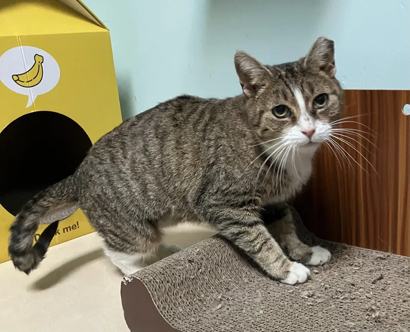 Cindy Lou Who thumbnail 2