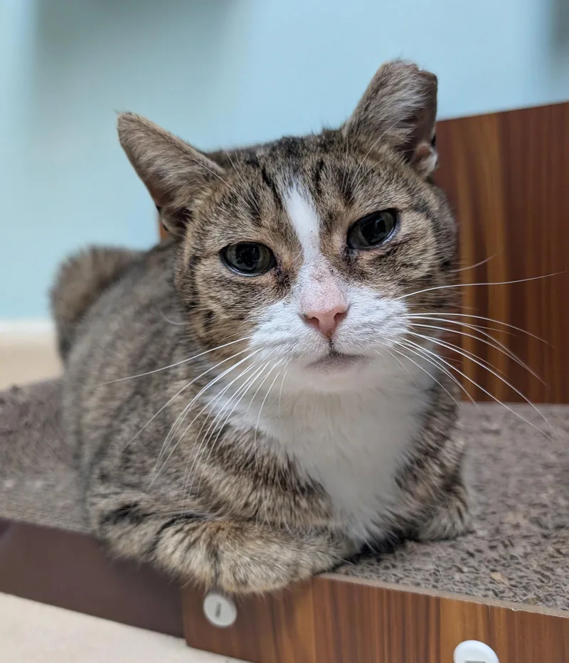 Cindy Lou Who thumbnail 3