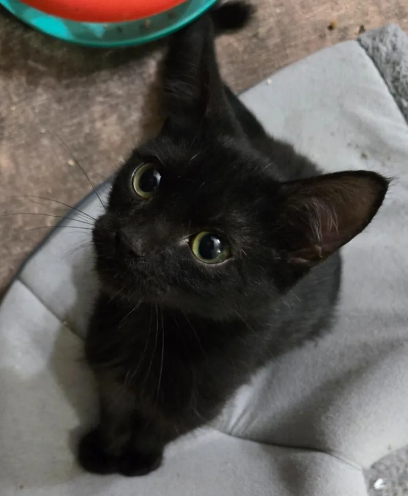 A baby medium-sized male Domestic Short Hair cat named Cody for adoption in Evans, GA