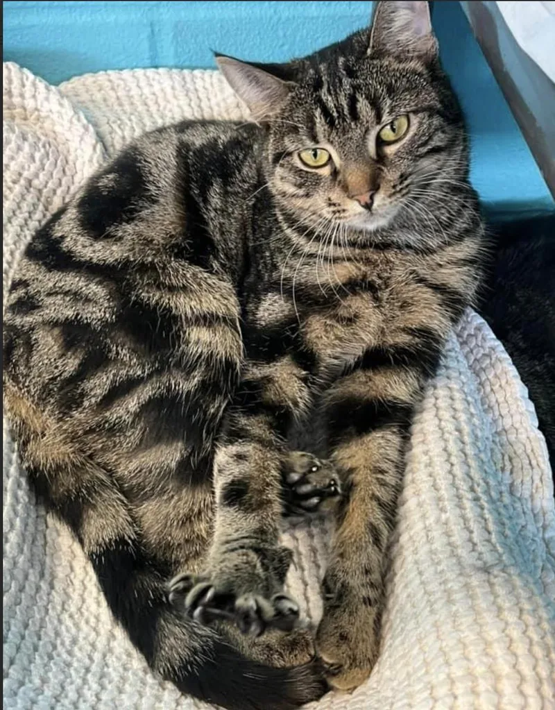 Greyhound thumbnail 2