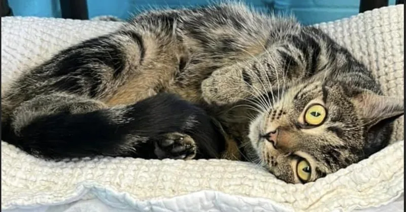 Greyhound thumbnail 3