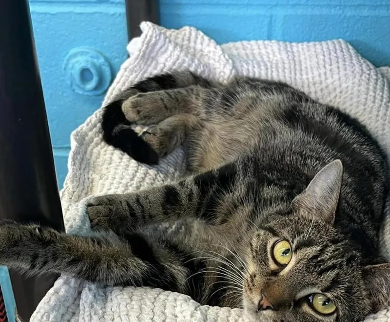 Greyhound thumbnail 4