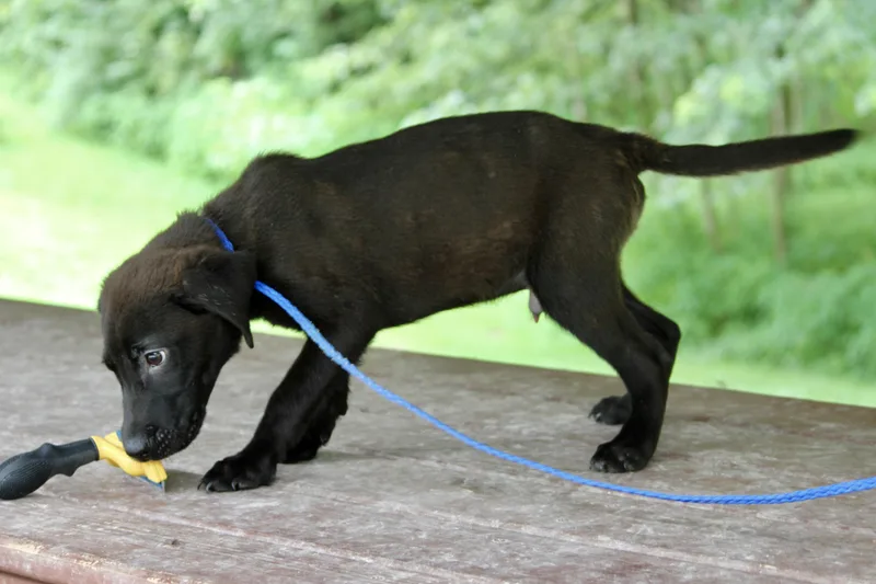 A baby medium-sized male Black Mixed Breed dog named Ronaldo for adoption in Brazil, IN