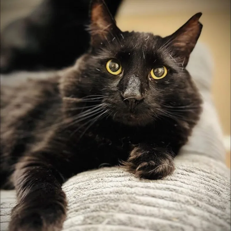 An adult large-sized male Black Domestic Long Hair cat named Nash for adoption in Buffalo, NY