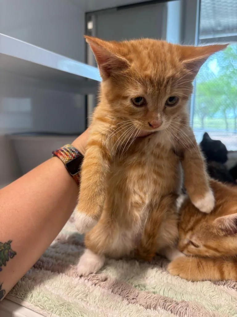 A baby small-sized male Abyssinian cat named Bill Cypher for adoption in Mustang, OK