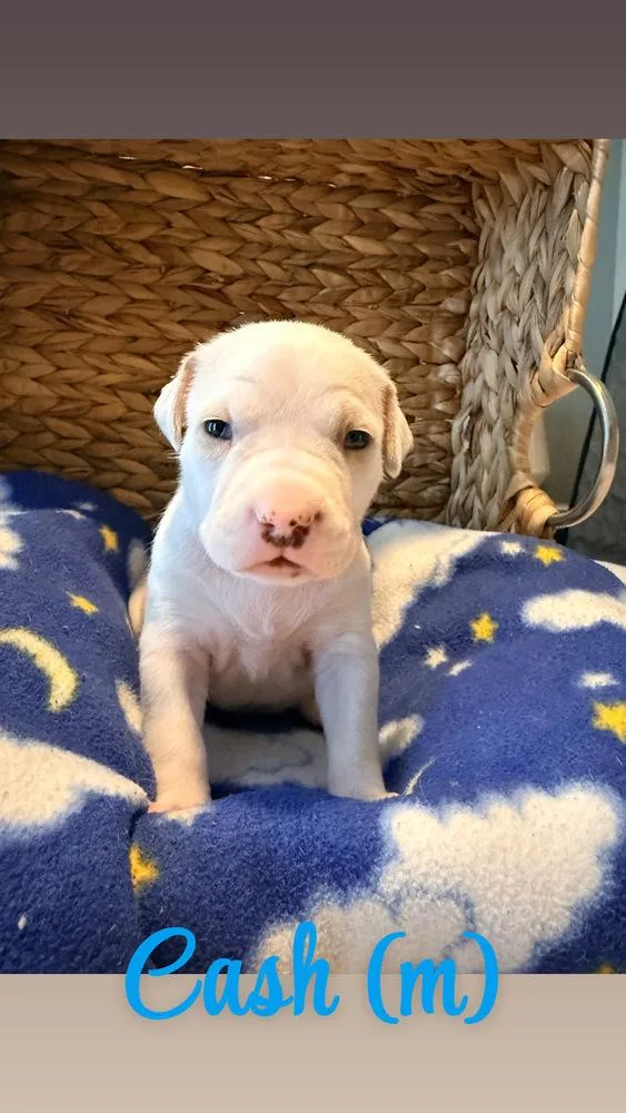 A baby small-sized male White / Cream American Bulldog dog named Cash  Hope for adoption in Lakeland, FL