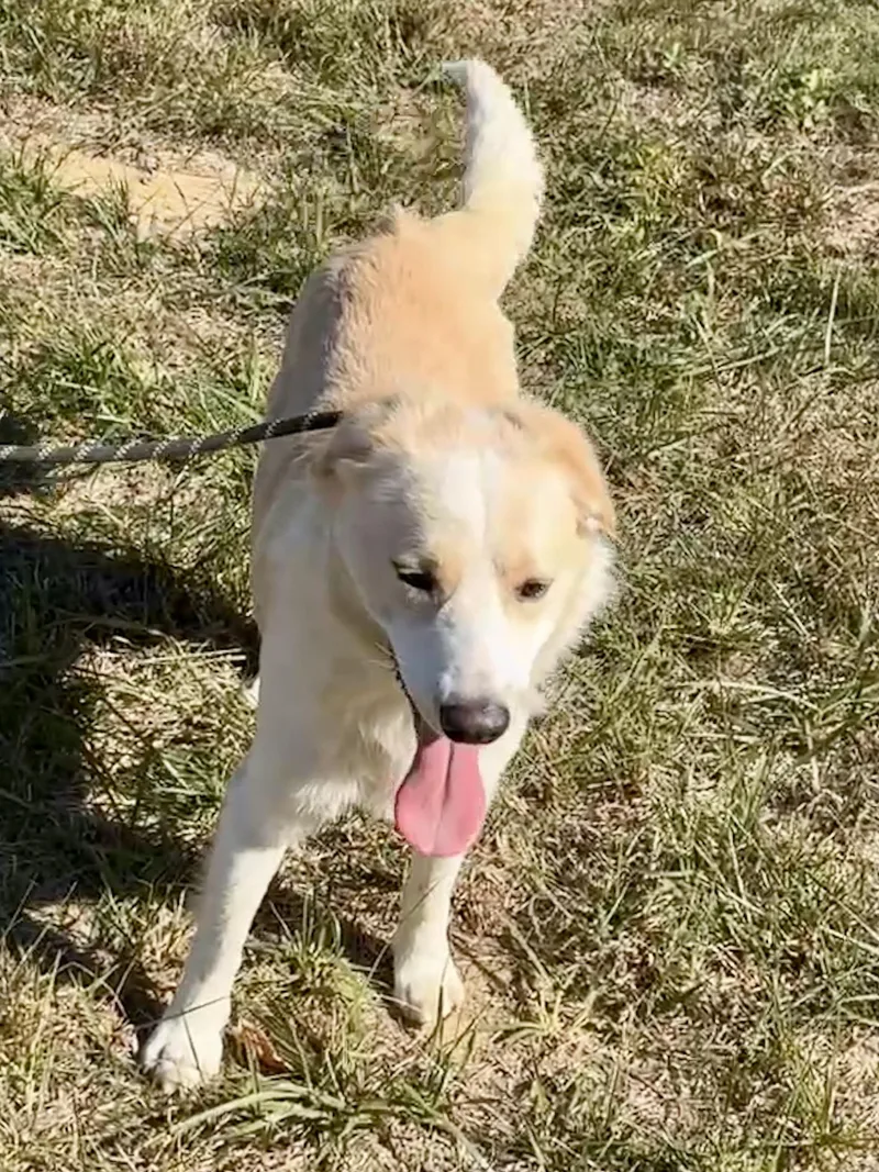 A young medium-sized male Golden Retriever dog named Simon for adoption in Cordova, TN