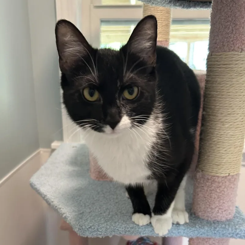 A young medium-sized female Black Domestic Short Hair cat named Caterpillar for adoption in Muncie, IN