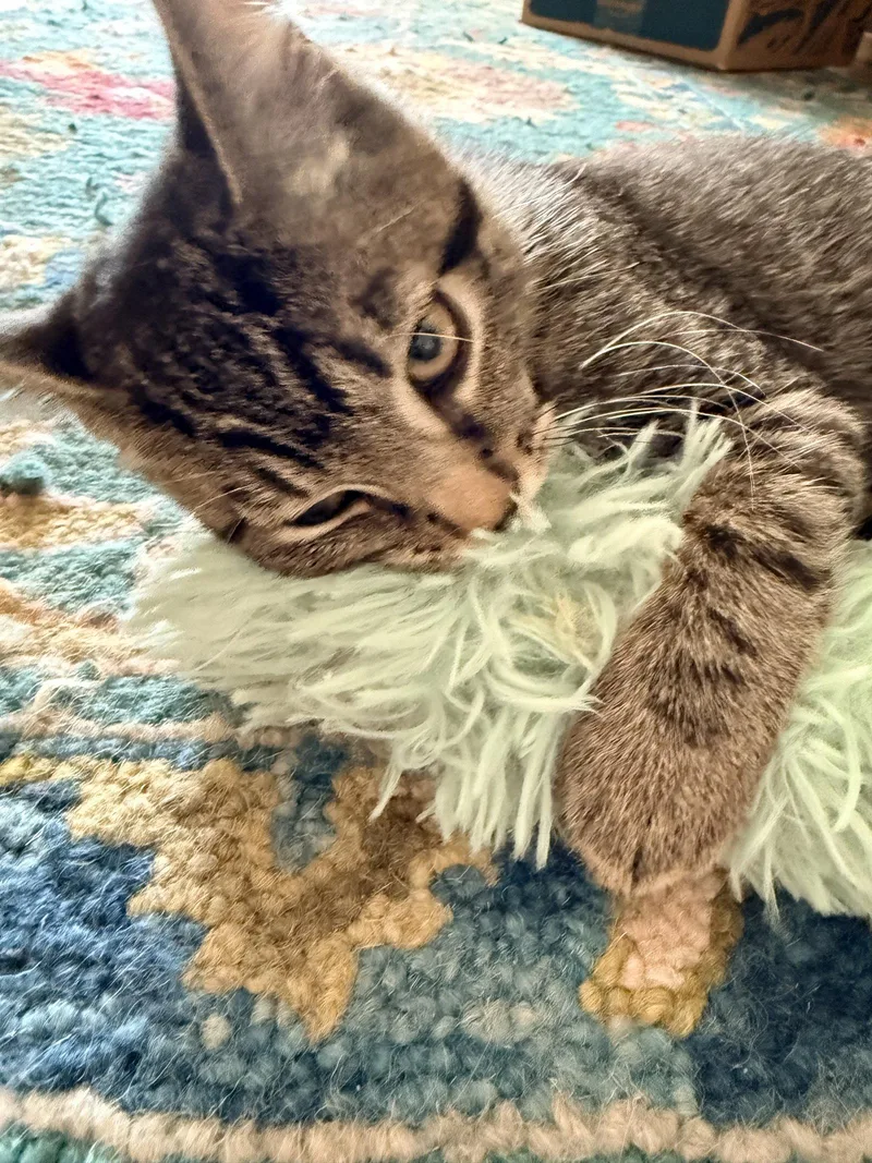 A young medium-sized male Domestic Short Hair cat named Yoda for adoption in Scottsdale, AZ