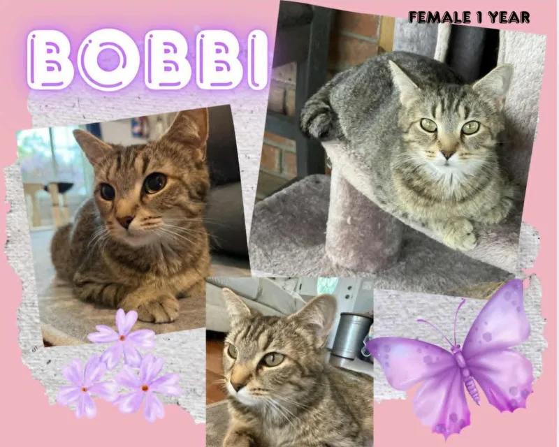 A young large-sized female Domestic Short Hair cat named Bobbi for adoption in Blountville, TN