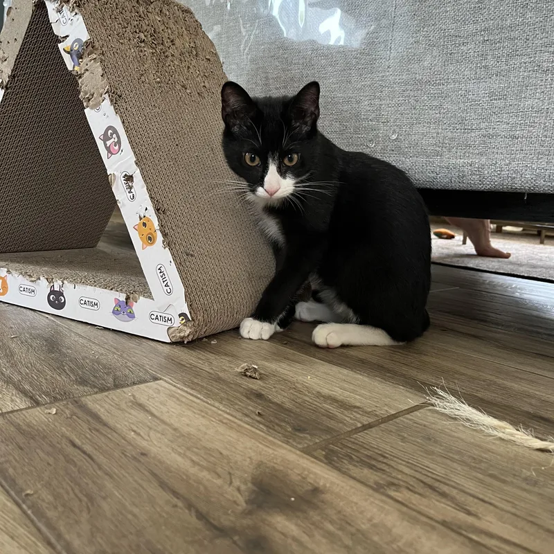 A baby medium-sized male Black & White / Tuxedo Domestic Short Hair cat named Kemba for adoption in Beltsville, MD