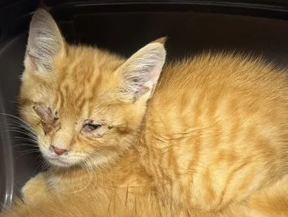 A baby small-sized male Domestic Short Hair cat named Scone for adoption in West Chester, PA