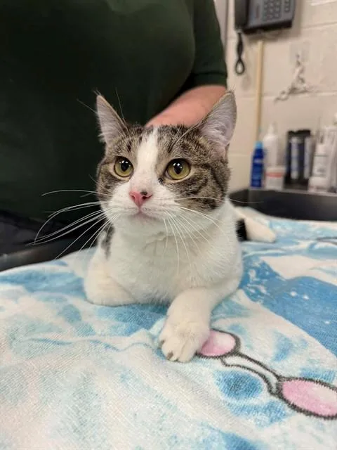 A young small-sized male Domestic Short Hair cat named Nemo for adoption in Saint Peters, MO