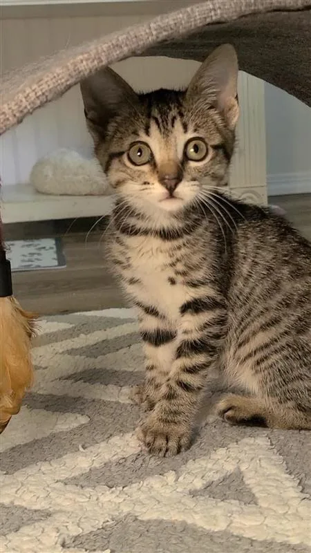 A baby small-sized female Domestic Short Hair cat named Nessa for adoption in Fayetteville, AR